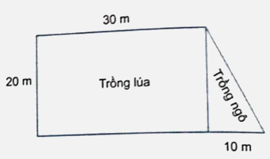 Bài 26: Hình thang. Diện tích hình thang (tiết 3) trang 93 vở bài tập Toán 5 - Kết nối tri thức 2