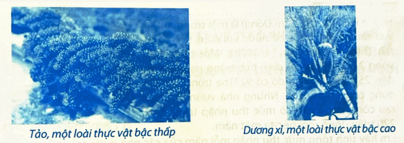 Giải phần C. Vận dụng, phát triển trang 49 Bài tập phát triển năng lực Toán 5 tập 2 0 1
