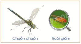 Toán lớp 5 Bài 28. Nhân một số thập phân với 10, 100, 1 000, ... - SGK cánh diều 3