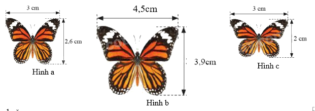 Trắc nghiệm Bài 10: Hình đồng dạng trong thực tiễn Toán 8 Cánh diều 0 14